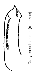 dasytes_subalpinus.gif