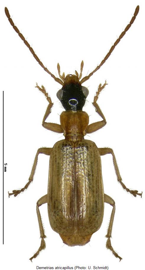 demetrias_atricapillus_hab.jpg