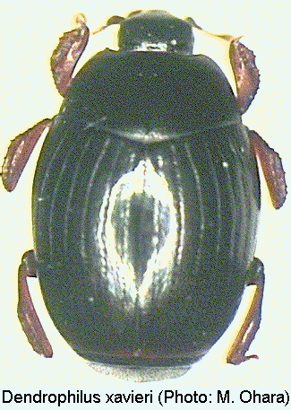 dendrophilus_xavieri_hab.gif