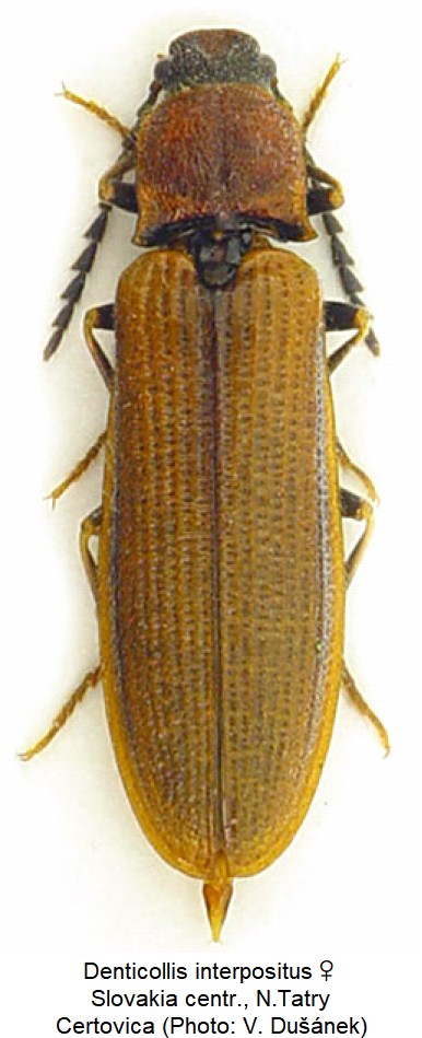 denticollis_interpositus_w_hab.jpg