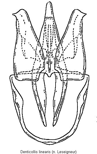 denticollis_linearis.gif