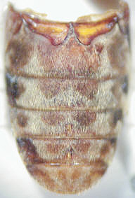 dermestes_ater_abdomen.jpg