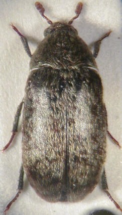 dermestes_aurichalceus.jpg