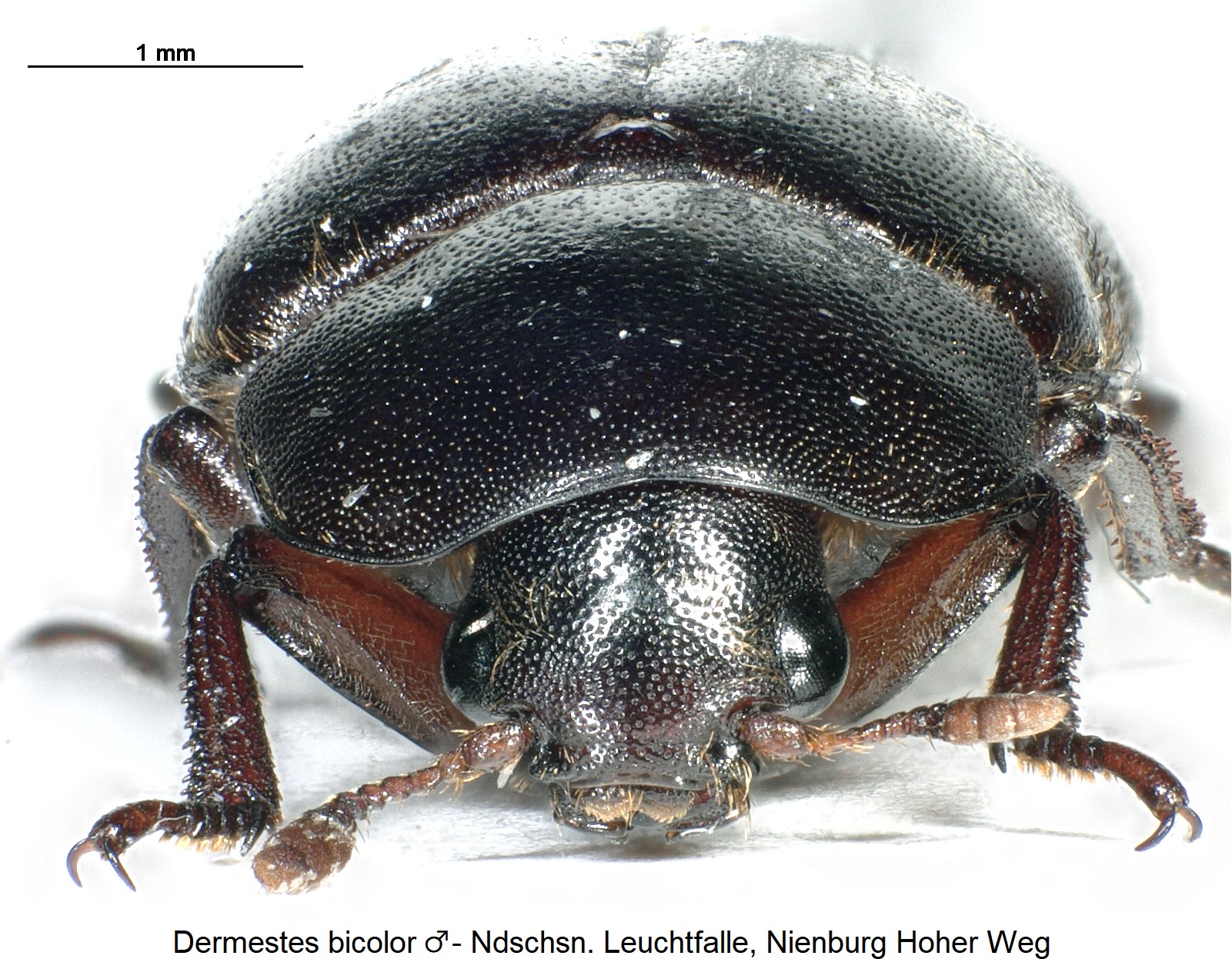 dermestes_bicolor_m_ck36205241_k.jpg