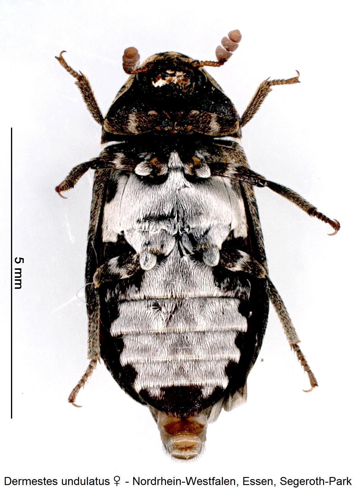 dermestes_undulatus_w_us.jpg