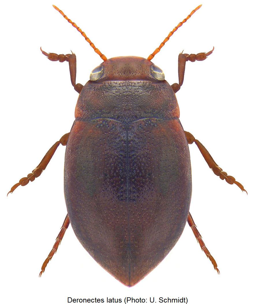 deronectes_latus_hab.jpg