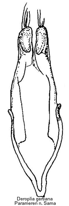 deroplia_gertiana_pm.jpg