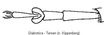 diabrotica_htr.gif