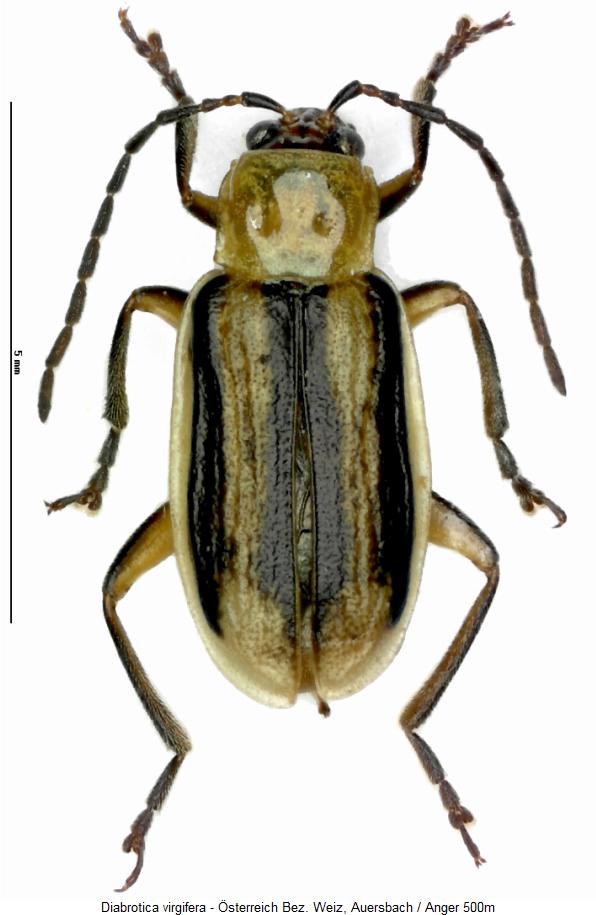 diabrotica_virgifera_hab2.jpg