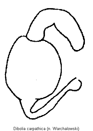 dibolia_carpathica_sperm.gif