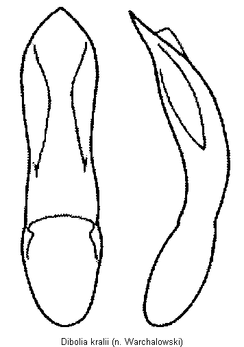 dibolia_kralii.gif