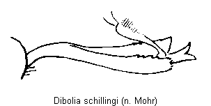 dibolia_schillingi_hschn.gif