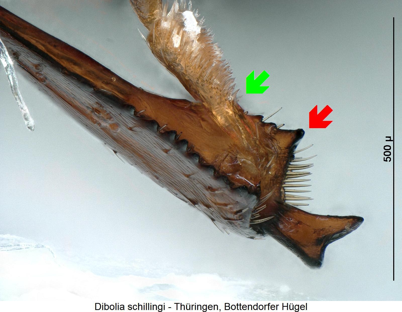 dibolia_schillingi_hschn.jpg
