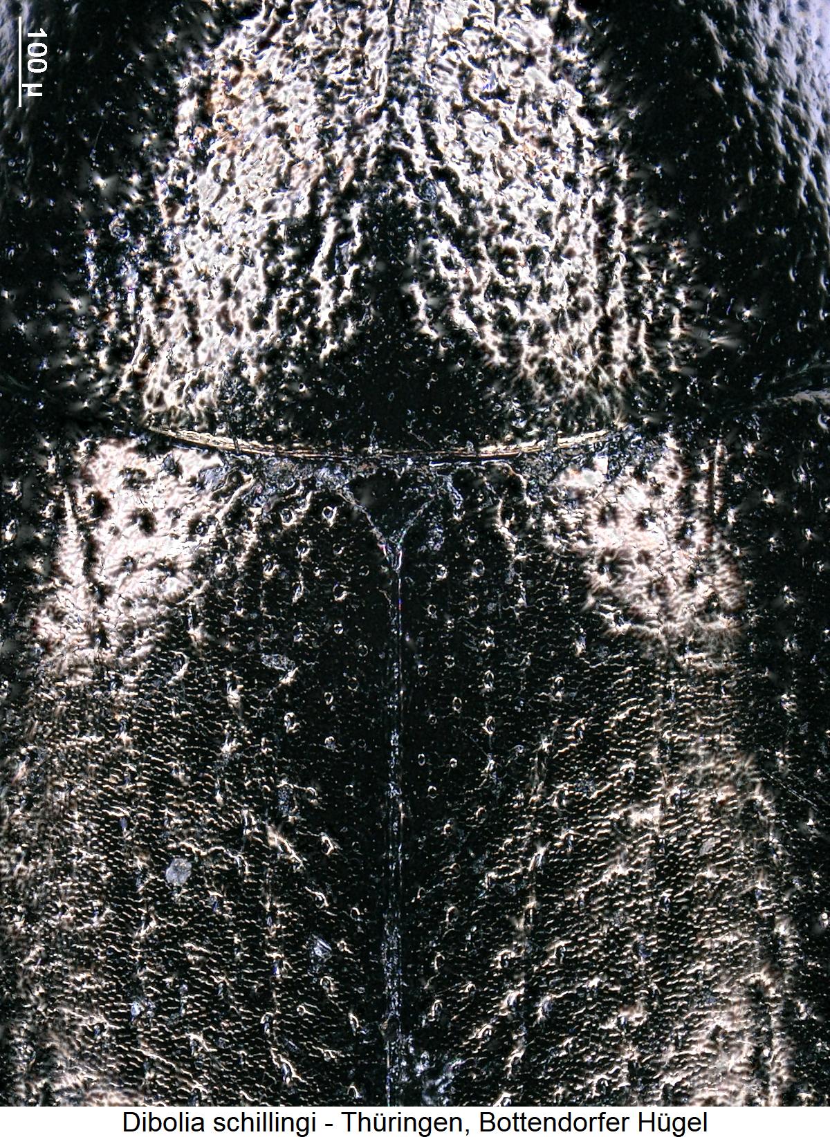 dibolia_schillingi_ms.jpg
