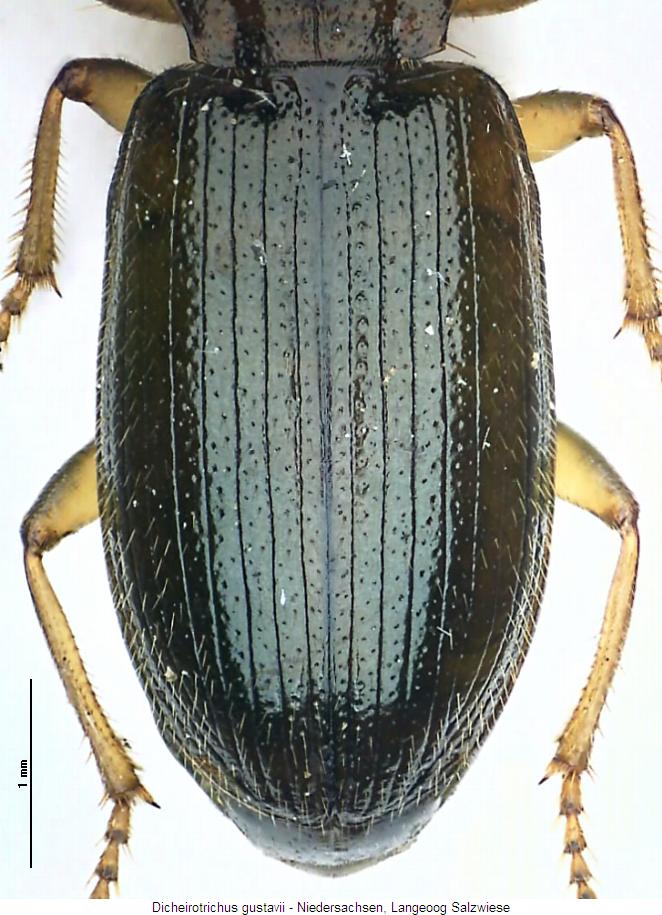 dicheirotrichus_gustavii_fld.jpg