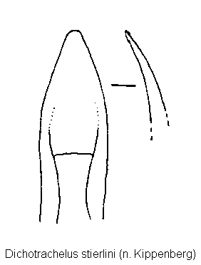 dichotrachelus_stierlini.gif