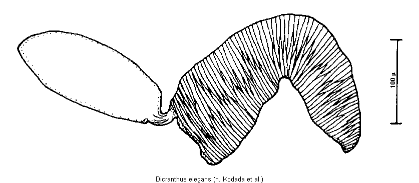 dicranthus_elegans_sperm.gif