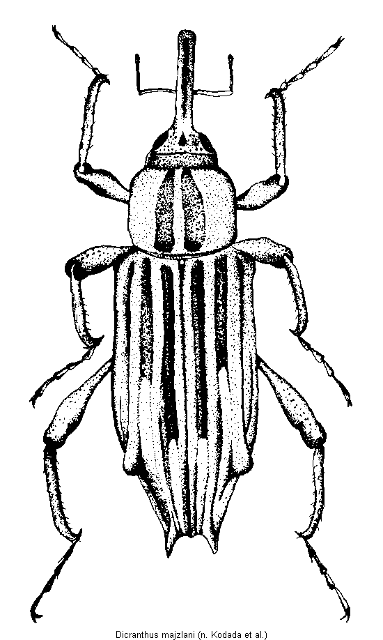 dicranthus_majzlani_hab.gif