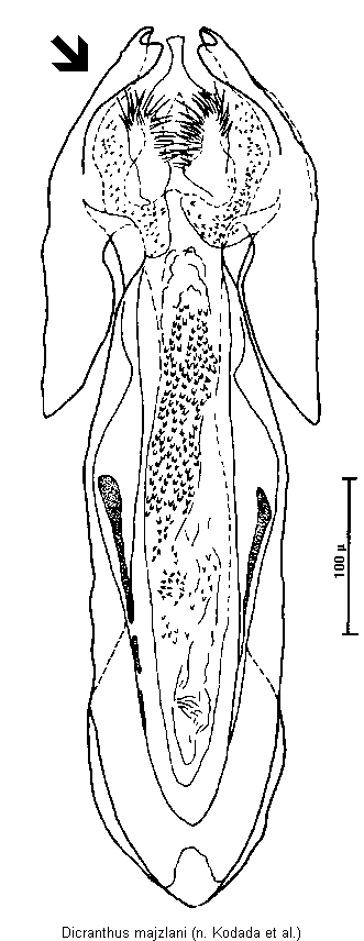 dicranthus_majzlani_pc.gif