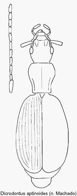 dicrodontus_aptinoides.gif