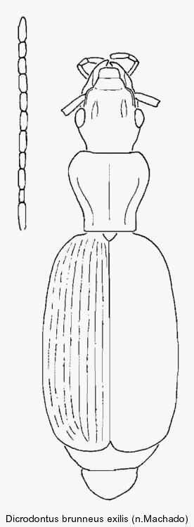 dicrodontus_brunneus_exilis.gif