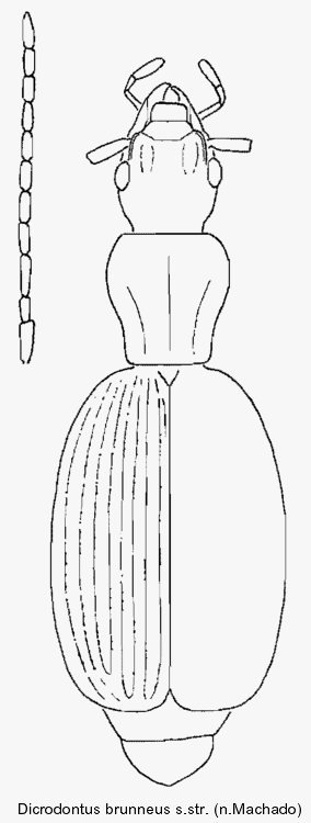 dicrodontus_brunneus_sstr.gif
