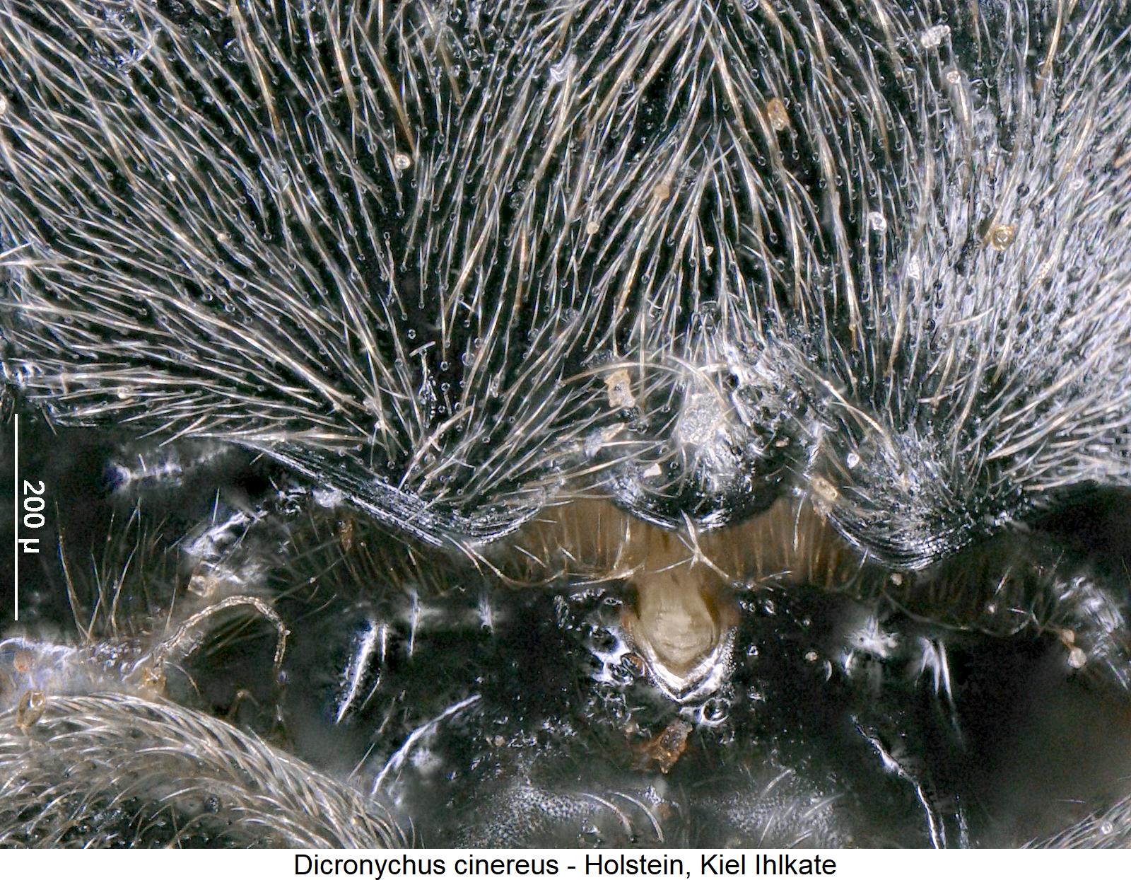 dicronychus_cinereus_hsch.jpg