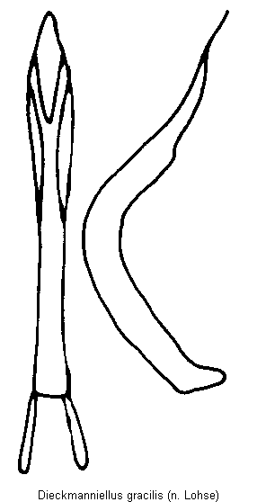 dieckmanniellus_gracilis.gif