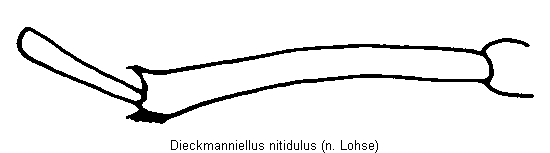 dieckmanniellus_nitidulus_hschn.gif