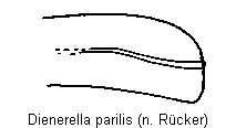 dienerella_parilis_fld.gif
