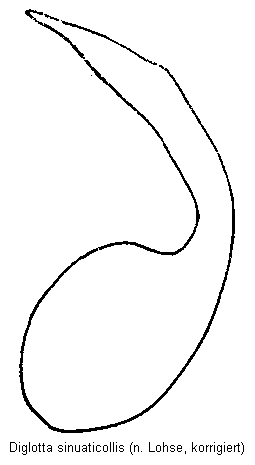 diglotta_sinuaticollis.gif