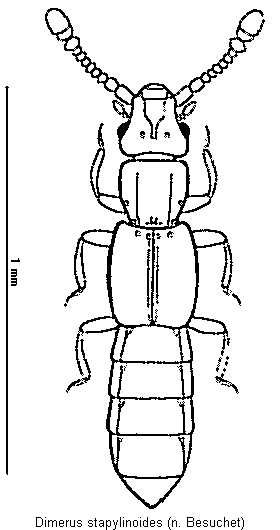 dimerus_stapylinoides_hab.gif