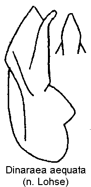 dinaraea_aequata.gif