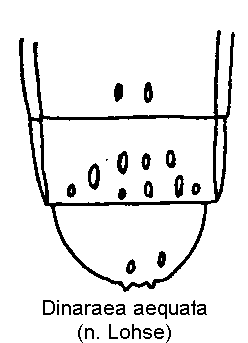 dinaraea_aequata_hlb.gif