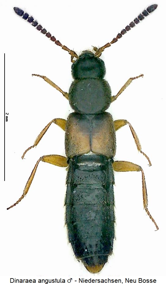 dinaraea_angustula_hab.jpg