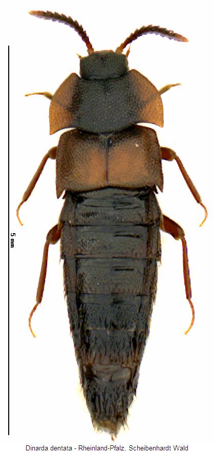 dinarda_dentata_hab.jpg