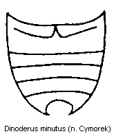 dinoderus_minutus_hlb.gif