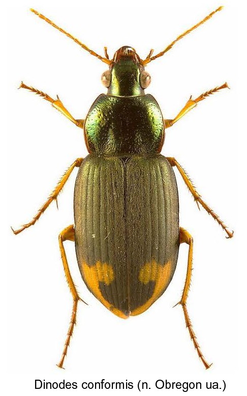 dinodes_conformis.jpg