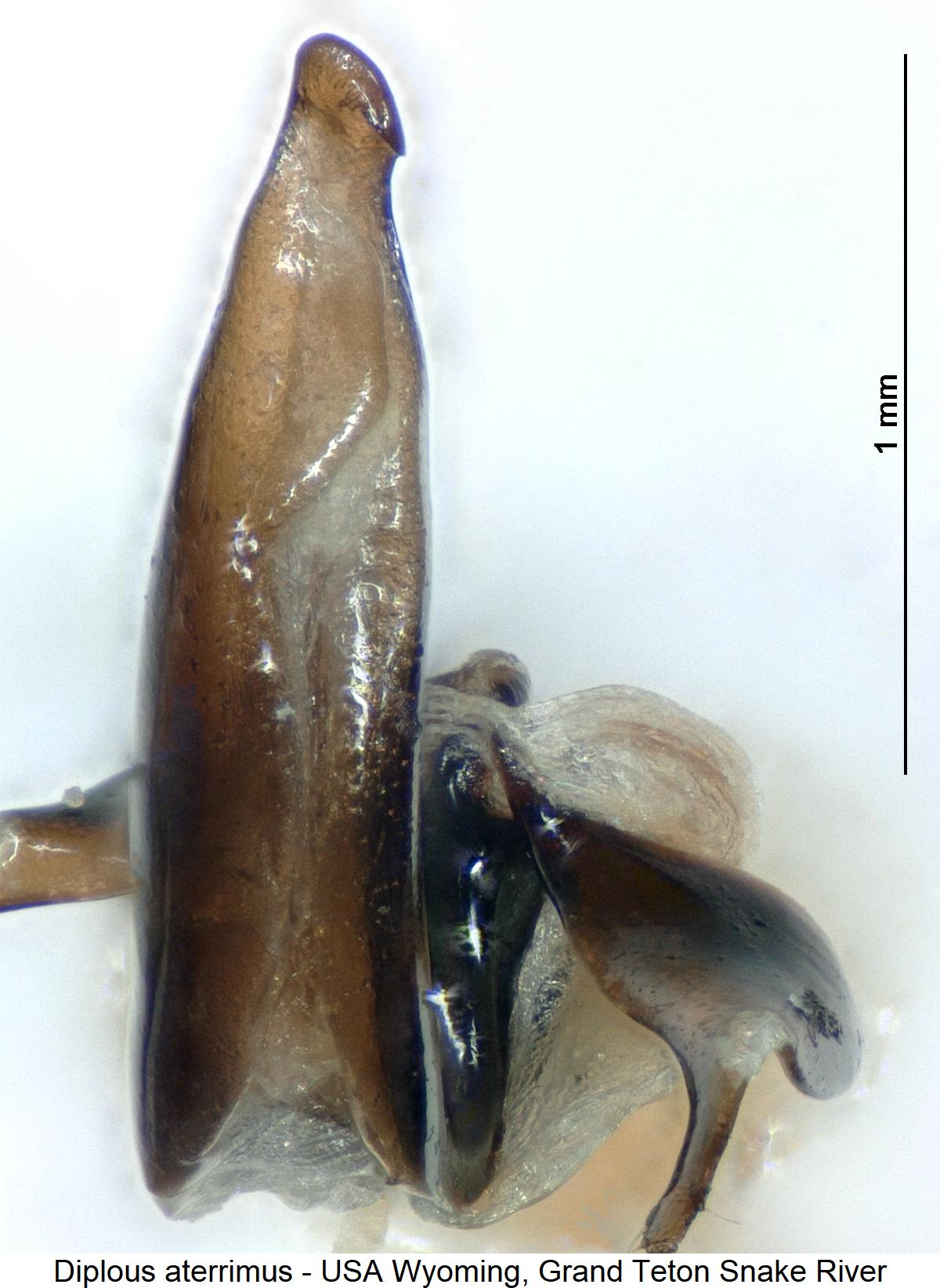 diplous_aterrimus.jpg