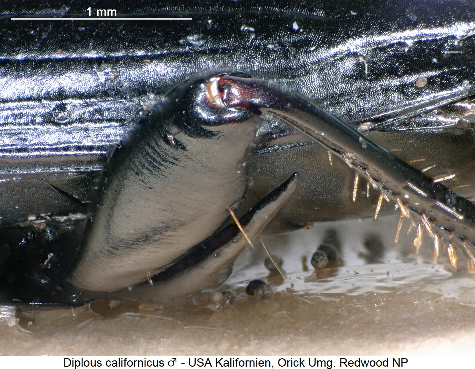 diplous_californicus_m_hschl.jpg