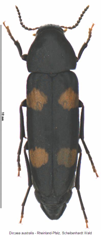 dircaea_australis_hab.jpg