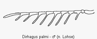 dirhagus_palmi_f.gif