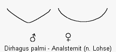 dirhagus_palmi_us.gif