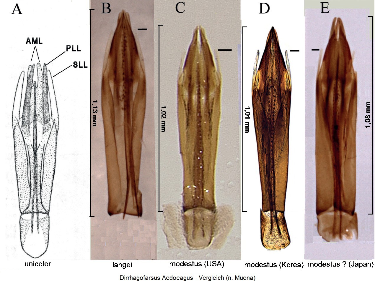 dirrhagofarsus_aedoeagus_vgl.jpg