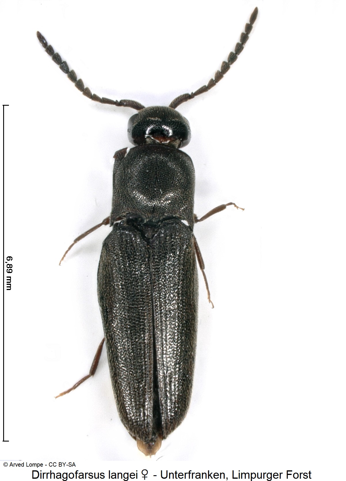 dirrhagofarsus_langei_w_ck33921463_hab.jpg