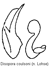 disopora_coulsoni.gif