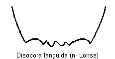 disopora_languida_tergit.gif