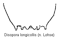 disopora_longicollis_tergit.gif