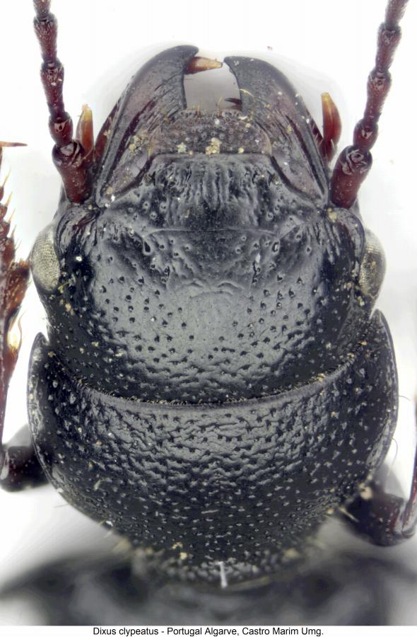 dixus_clypeatus_k.jpg