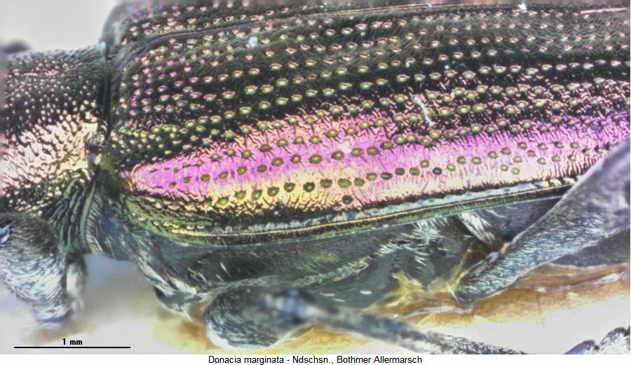 donacia_marginata_sa.jpg